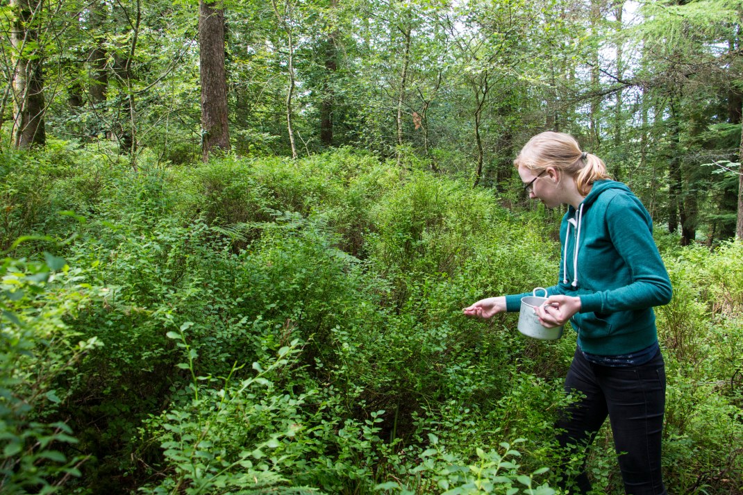 billberries_LauraPicking