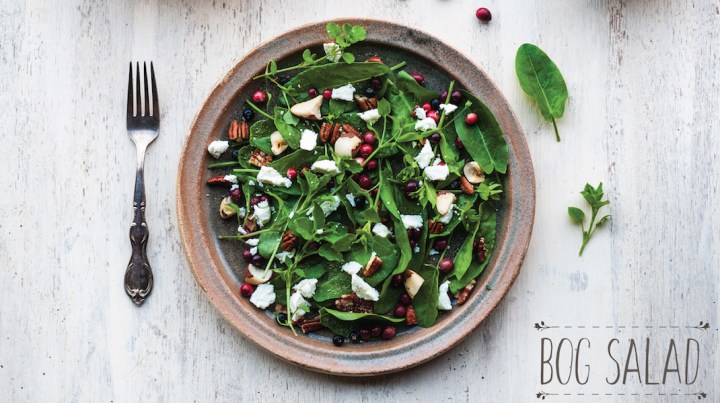 Foraging while cycling. bog salad