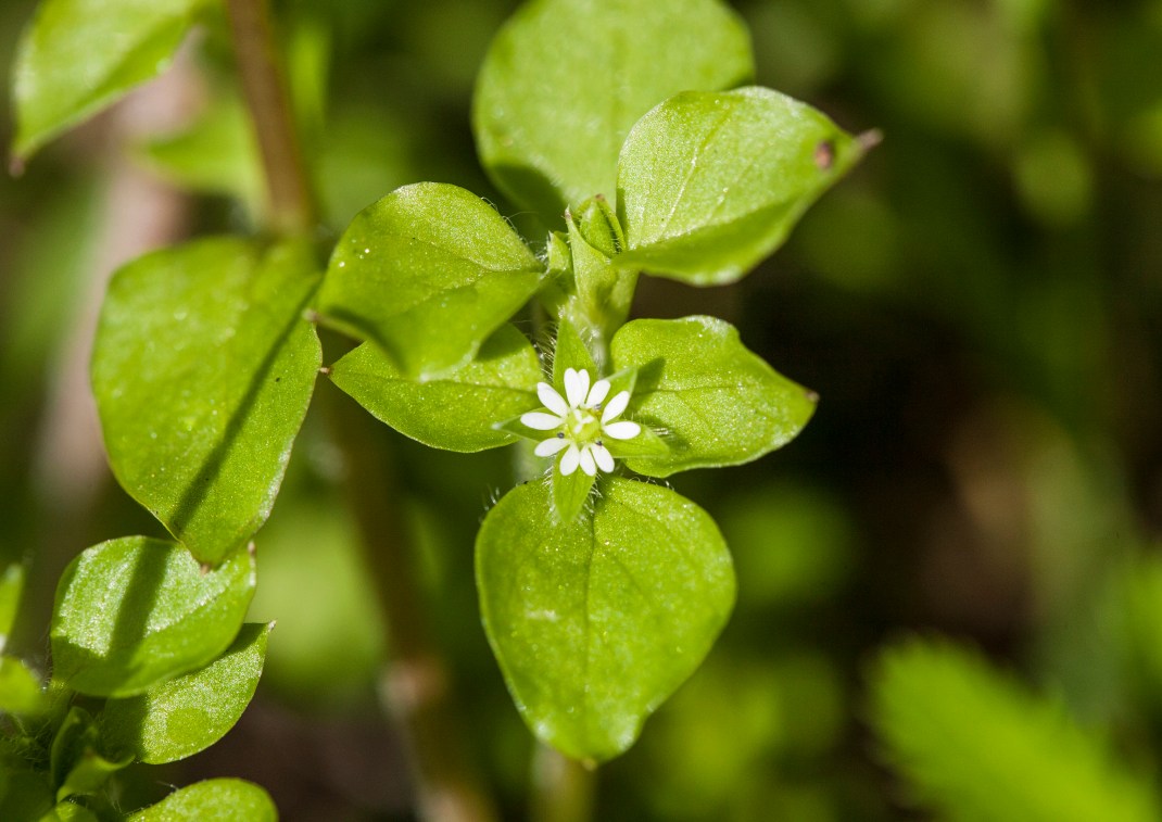 ChickweedFlower