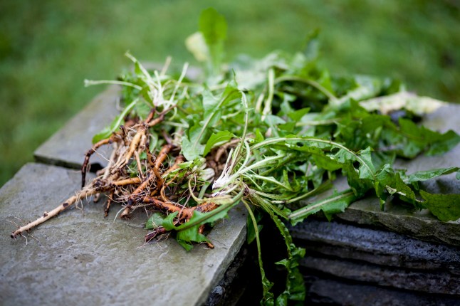 dandalionleavesstonewall