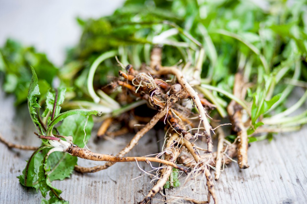 dandalionroots
