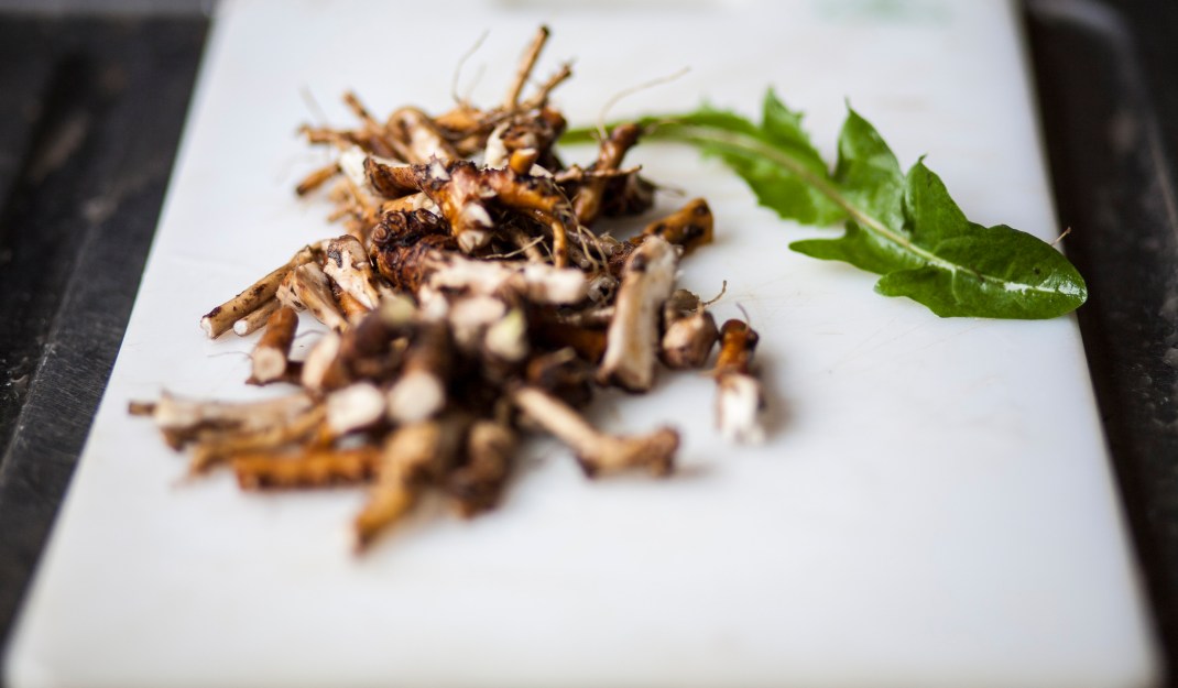 dandalionrootsleavekitchen