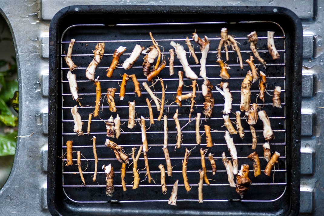 dandalionrootspreoven