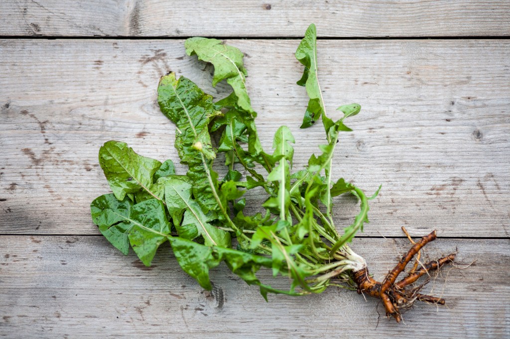 Foraged dandelion roots ready for dandelion coffee.