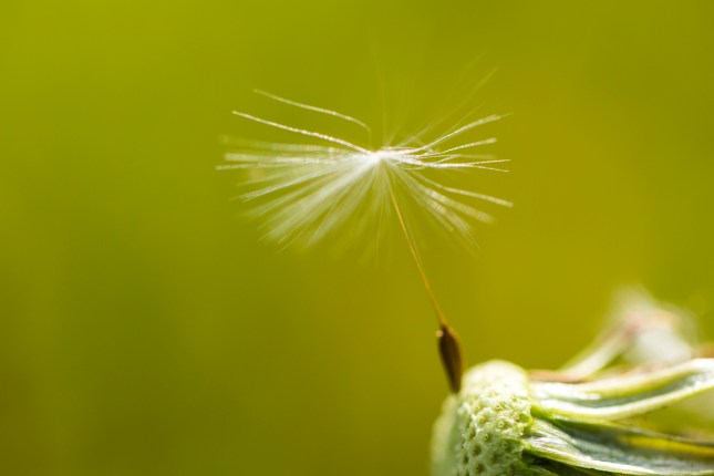 Dandelion clock