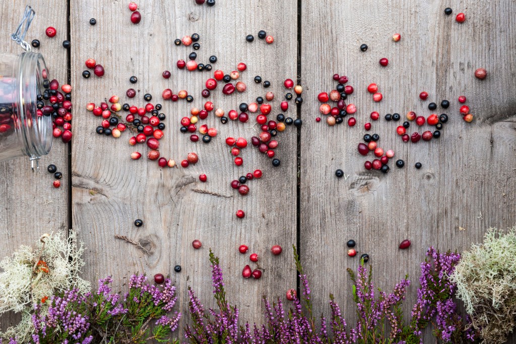 Wild berries and heather of Ireland.