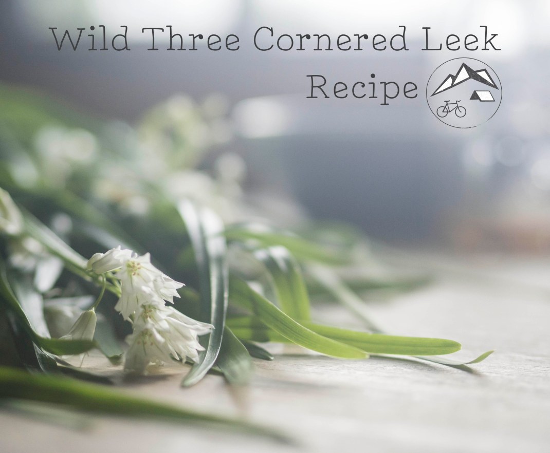 Wild three cornered leek recipe. Foraging for wild food. Crank and Cog.