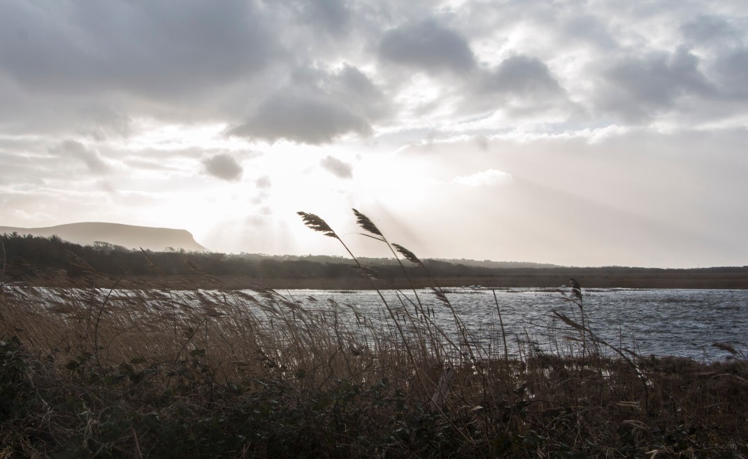 mullughmore-sligo-lake-reeds