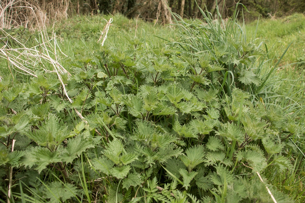 A bunch of stinging nettles | Crank and Cog wild cooking