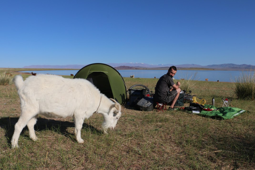 Mongolian goat grazing near a tent.