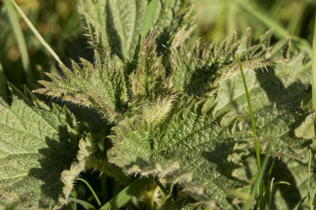 The top of the stinging nettle leaves are used for cooking | Crank and Cog wild cooking!