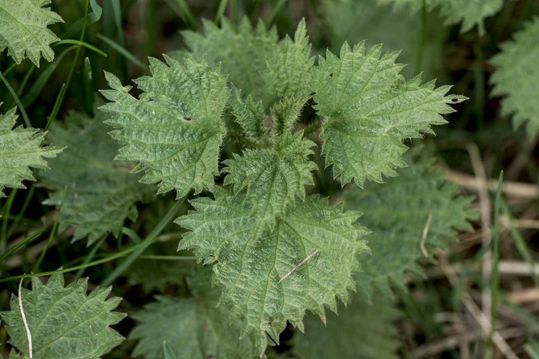 Use the top of the nettles for cooking | Crank and Cog wilding cooking!