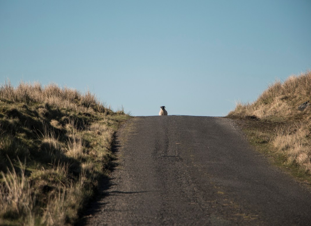 Sharing the road! Bike-packing through the Ox Mountains, Sligo, Ireland, along the Wild Atlantic Way | Crank and Cog.