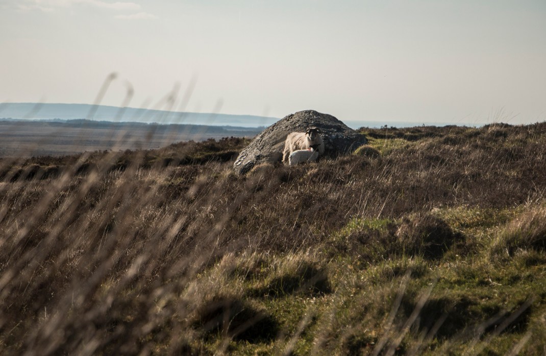 Sheep sheltering from the winds. Bike-packing through the Ox Mountains, Sligo, Ireland, along the Wild Atlantic Way | Crank and Cog.