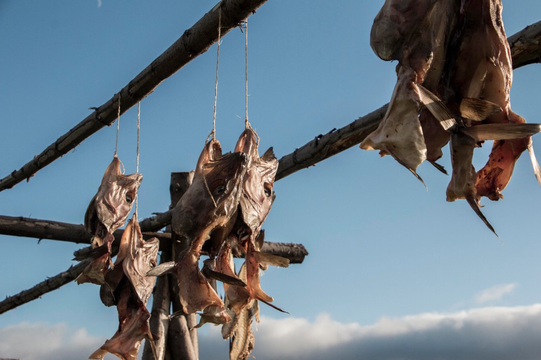 Fish heads hanging from a wooden frame to dry | Crank and Cog cycle tour of Iceland.
