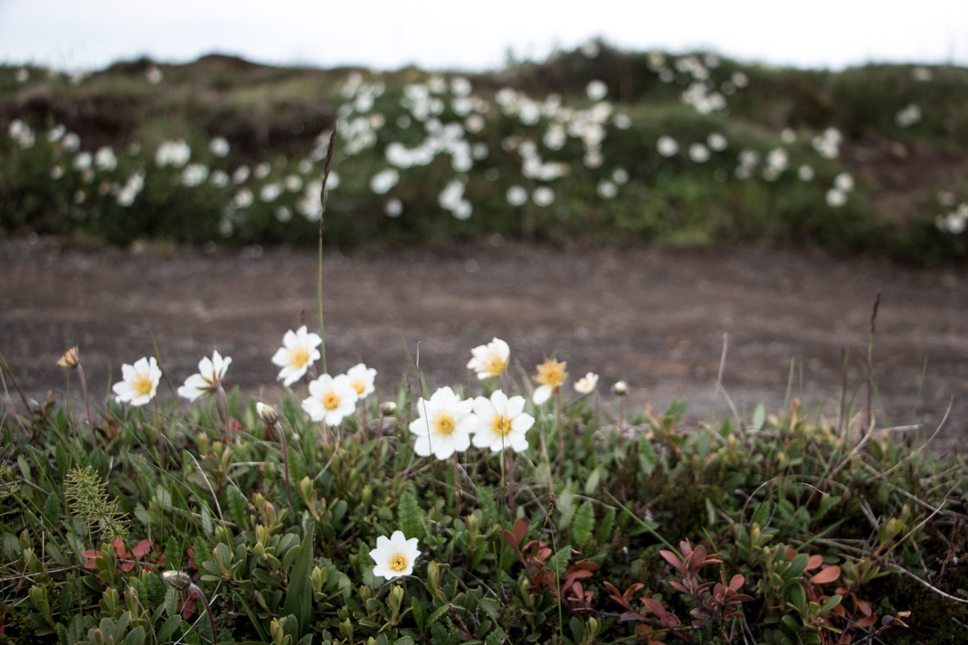 Mountain avens | Crank & Cog