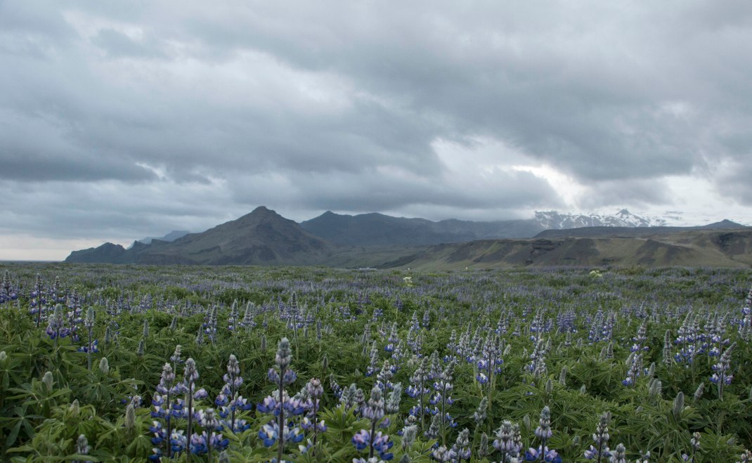 Fields of lupine | Crank & Cog cycle tour of Iceland.