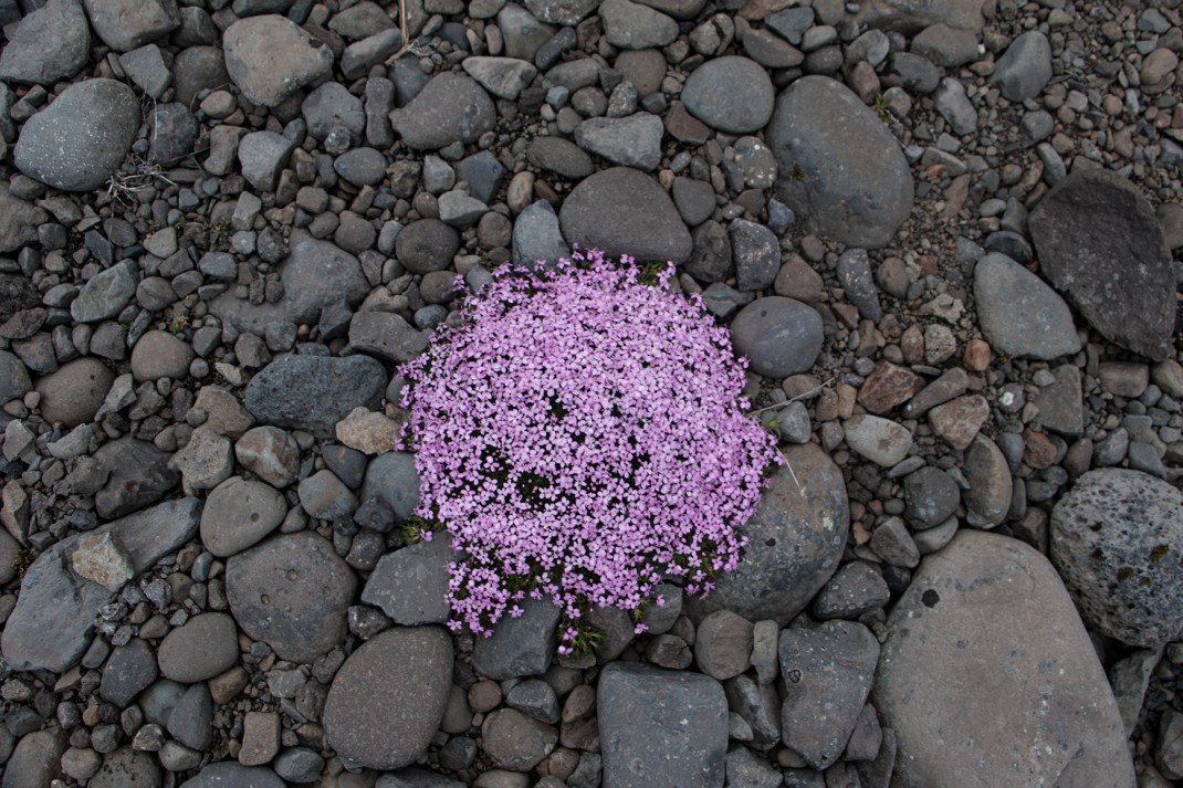 Wild Artic Thyme | Crank & Cog