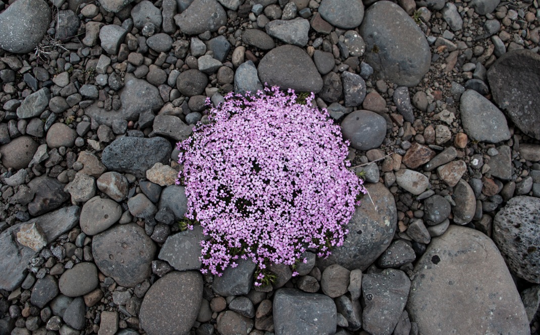 Wild arctic thyme | Crank and Cog cycle tour of Iceland.