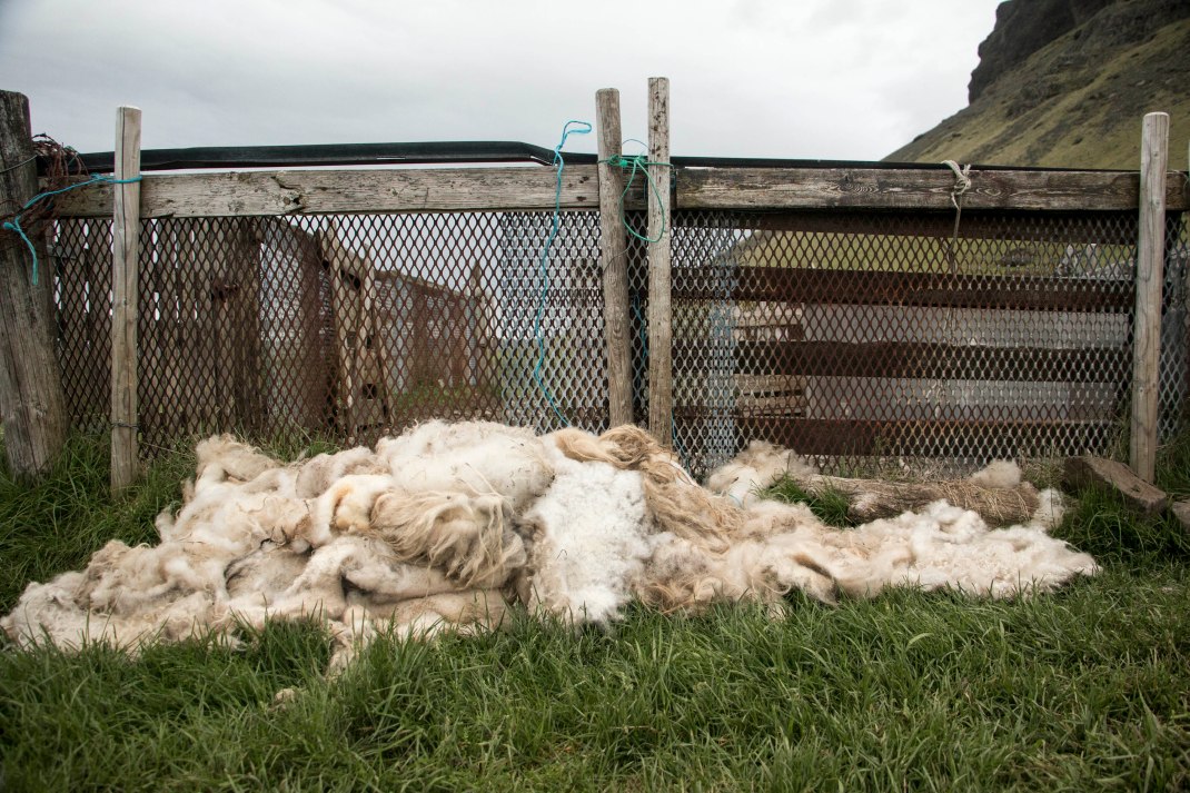 A pile of sheared Icelandic wool | Crank & Cog cycle tour of Iceland.