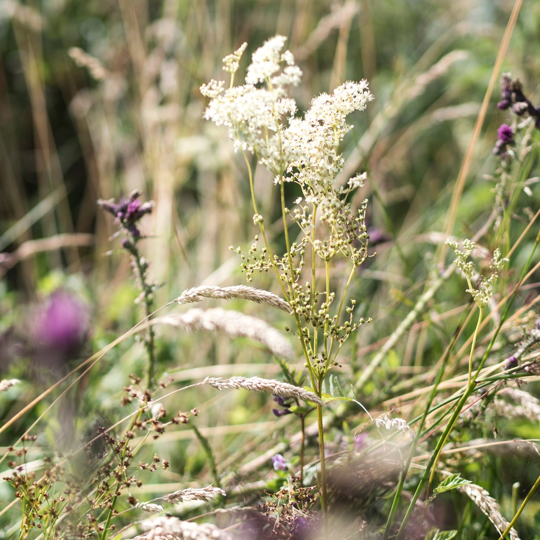 Meadowsweet | Crank & Cog