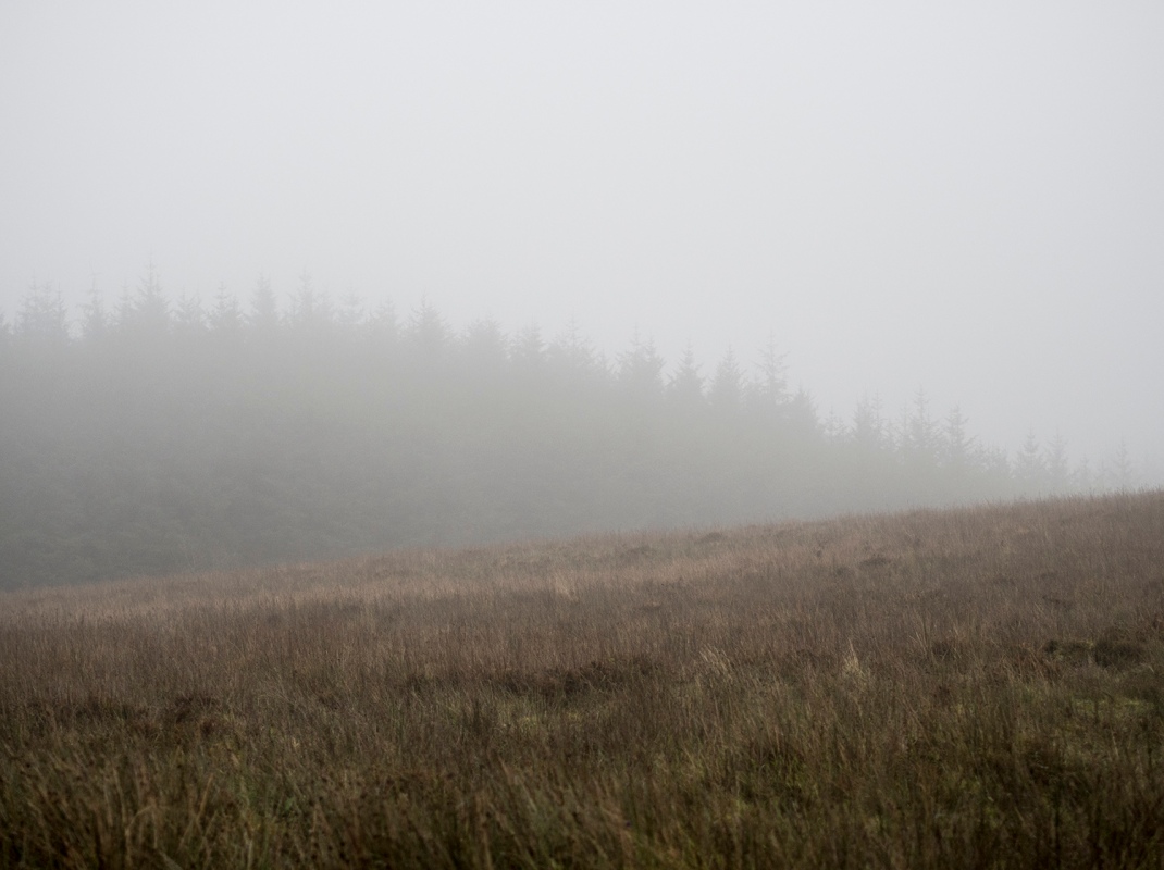Misty forest hillside | Crank and Cog.