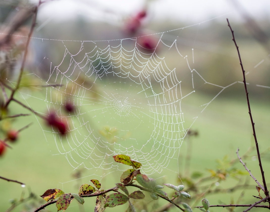 A web covered in morning dew | Crank and Cog