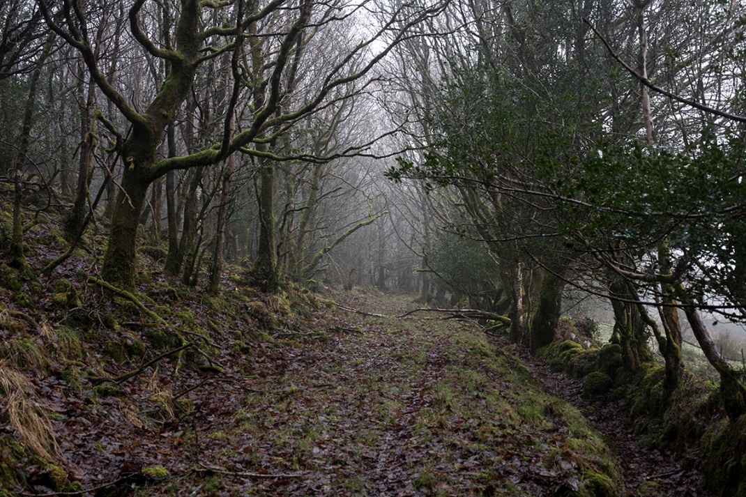 Forest track in North Leitrim