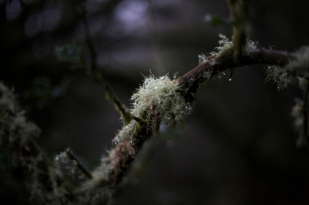 Lichen attached to a tree