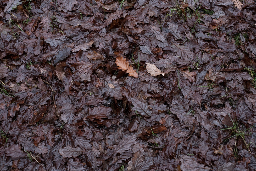 Winter oak leaves on the forest flour