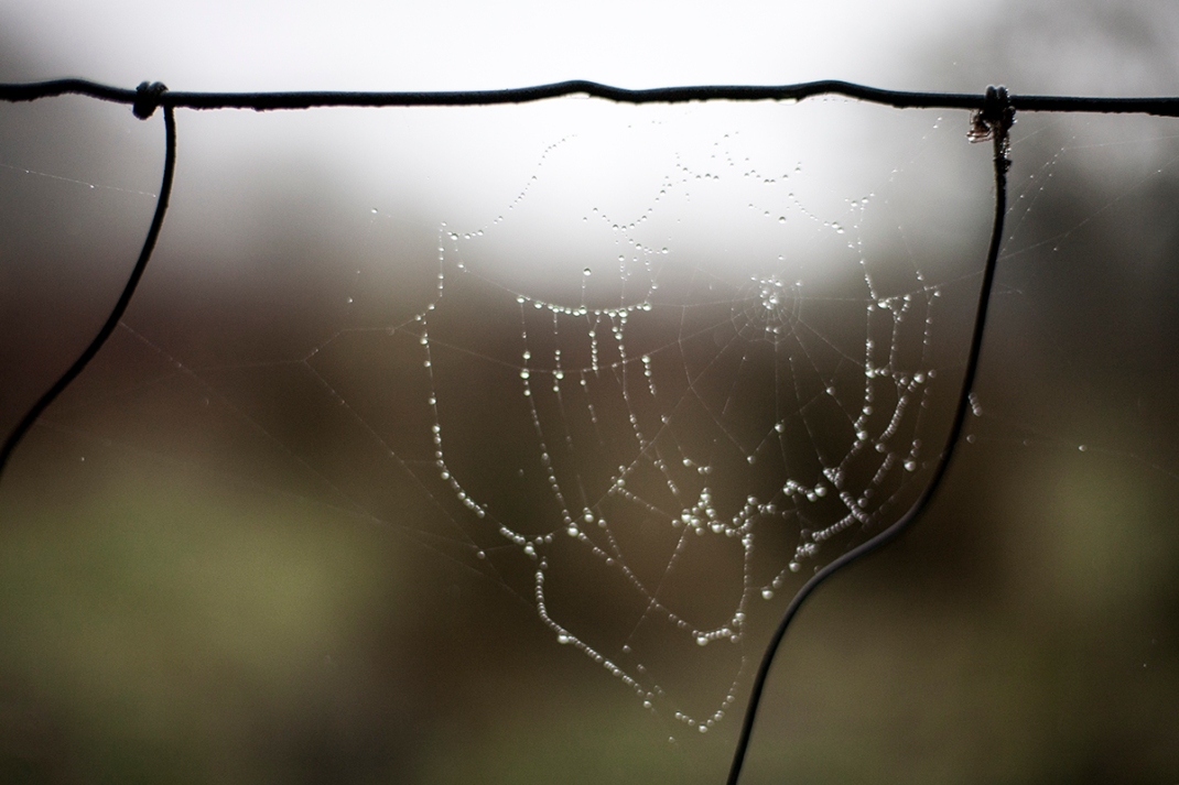 Morning dew on a web