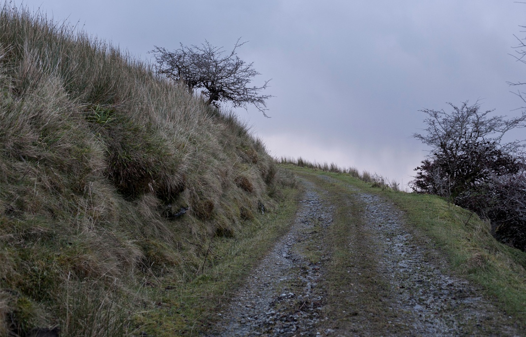 Old track with haw thorn tress leading up O'Donnells Rock