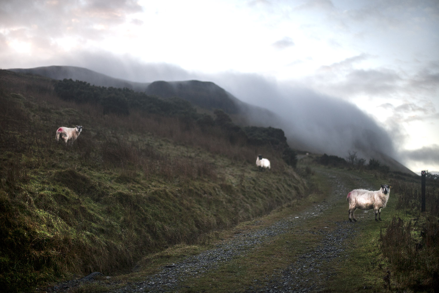 misty arroo sheep track